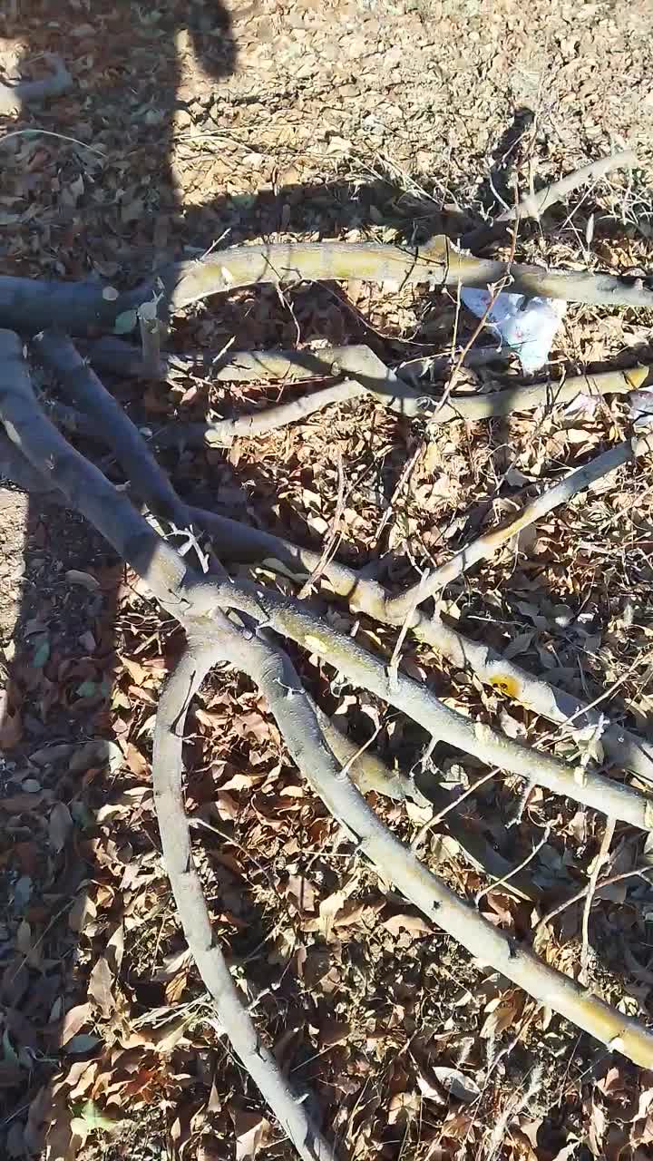 فروش چوب سیب|خدمات باغبانی و درختکاری|داران, |دیوار