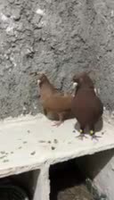 جفت دم سفید|پرنده|فسا, |دیوار