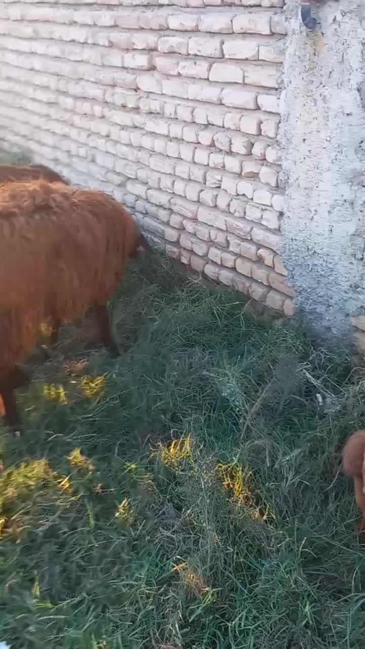 طوقلی|حیوانات مزرعه|سیمین شهر, |دیوار