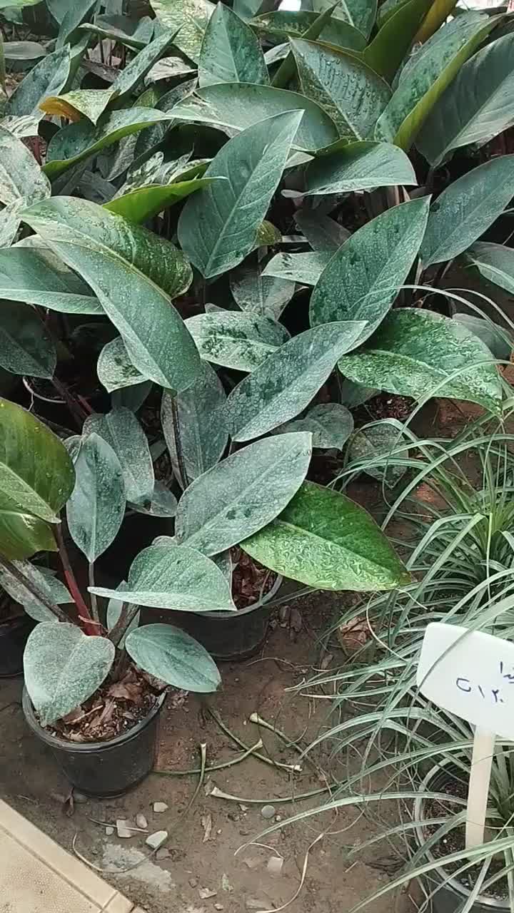پک سه عددی اقتصادی گل،فیلو دندرون ،اگلونما ،پتوس|گل و گیاه طبیعی|مشهد, خلق آباد سفلی|دیوار