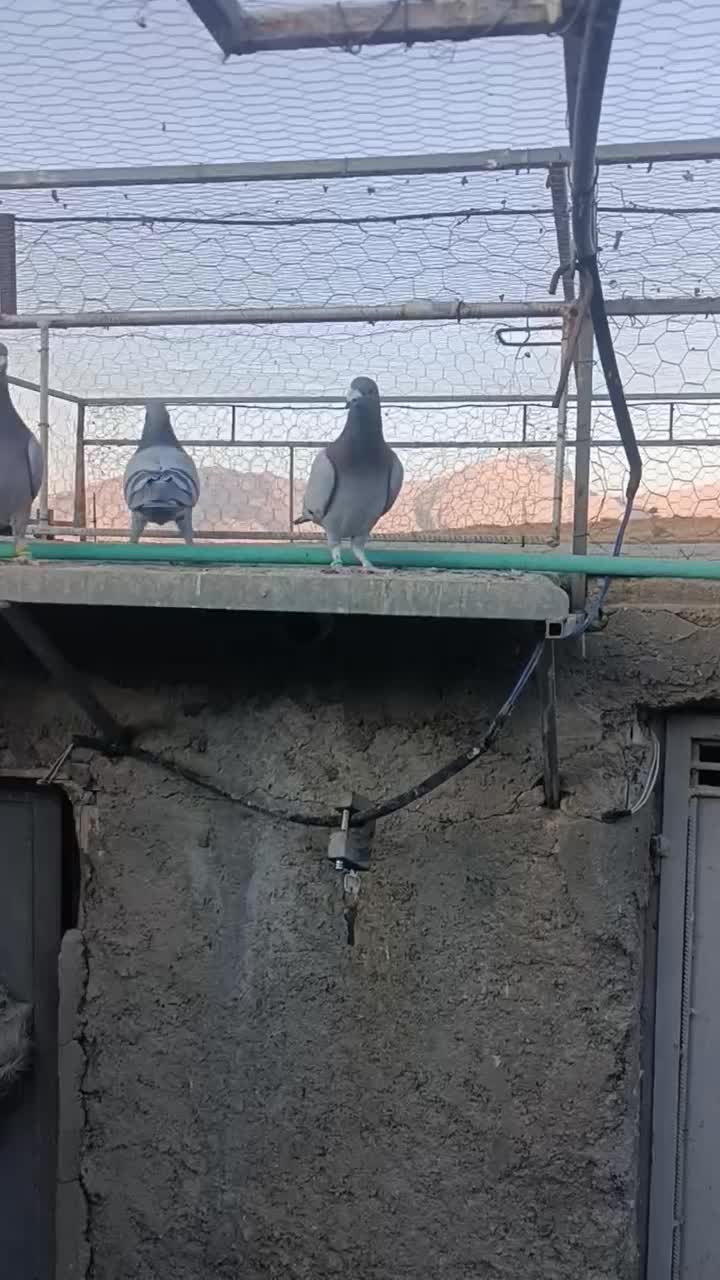 کبوتر پلاکی ب شرط هوا زدوخوردی|پرنده|شیراز, داریون|دیوار