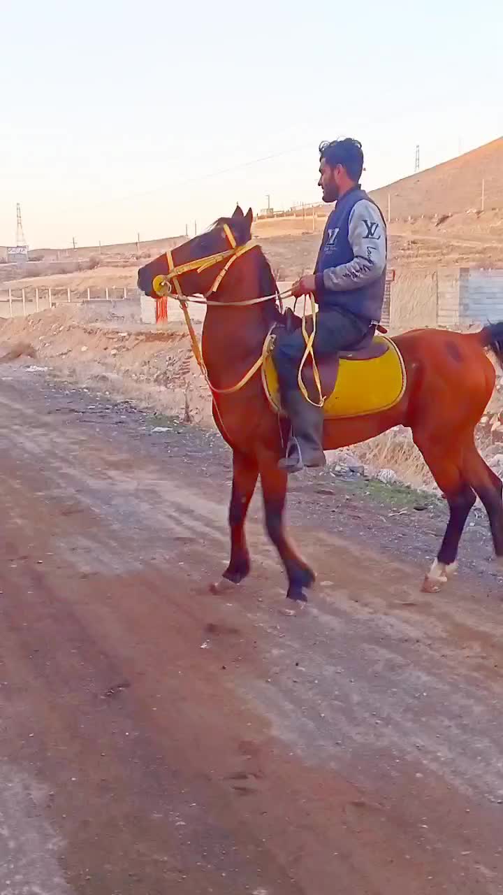 نریان دره شور، و مادیان کرد|اسب و تجهیزات اسبسواری|مرند, |دیوار