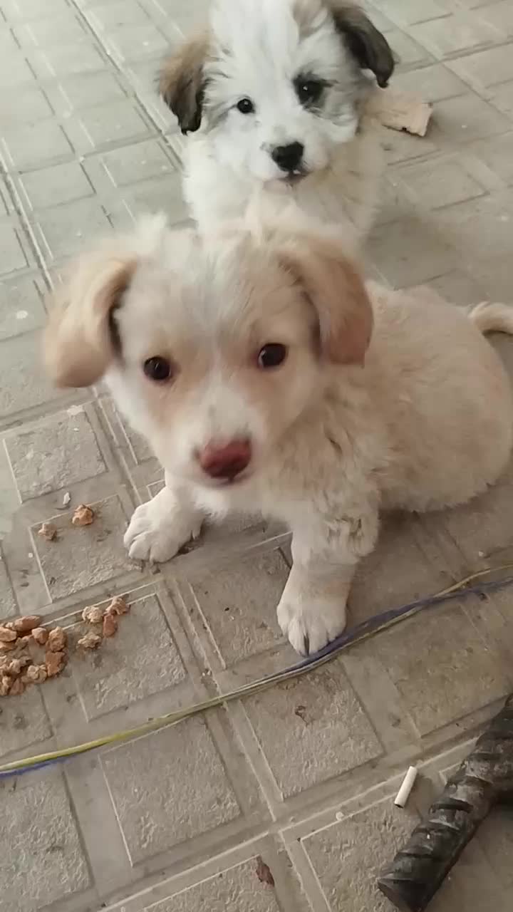 پاپی دوماه شیتزو قیمت 2500|سگ|مشهد, امیریه|دیوار