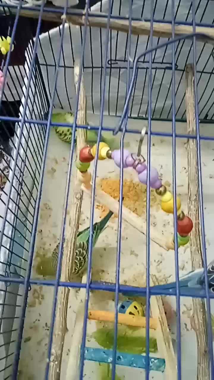 مرغ عشق|پرنده|اندیمشک, |دیوار