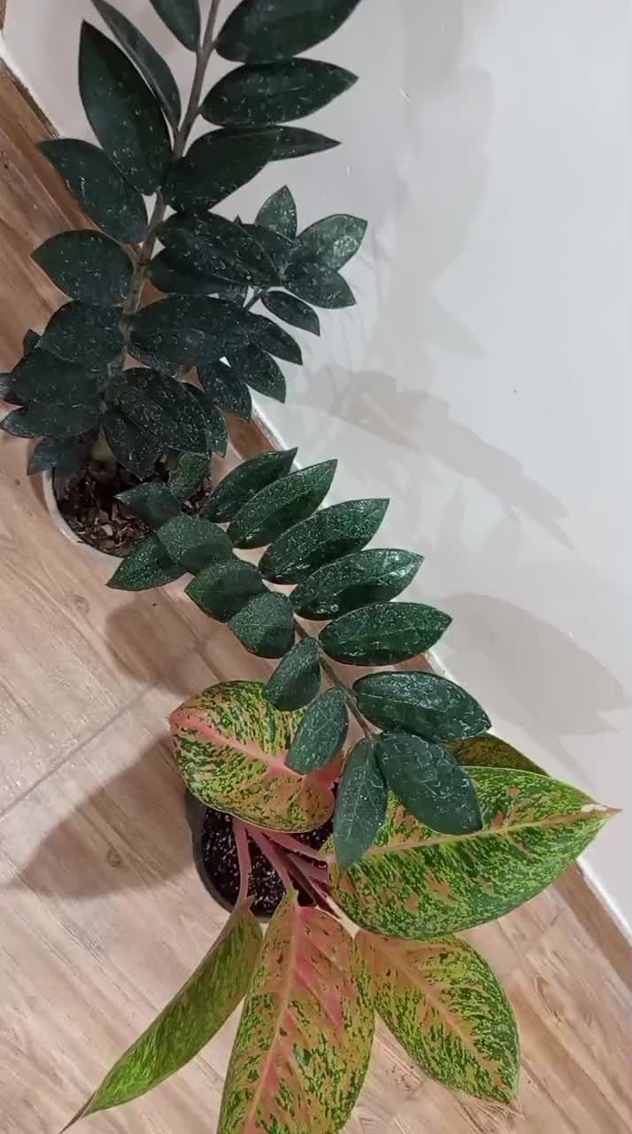 زاموفیلیا  بلک|گل و گیاه طبیعی|رشت, پل تالشان|دیوار