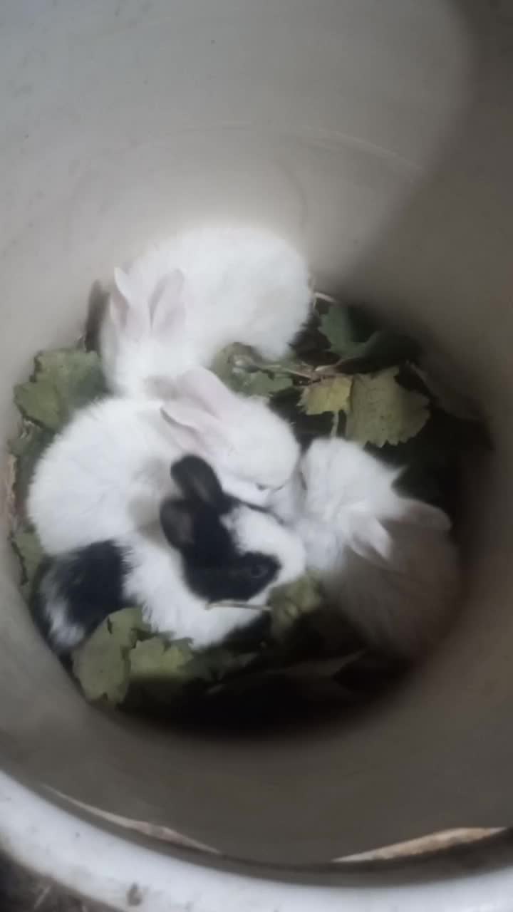 بچه خرگوش|موش و خرگوش|آزادشهر, |دیوار