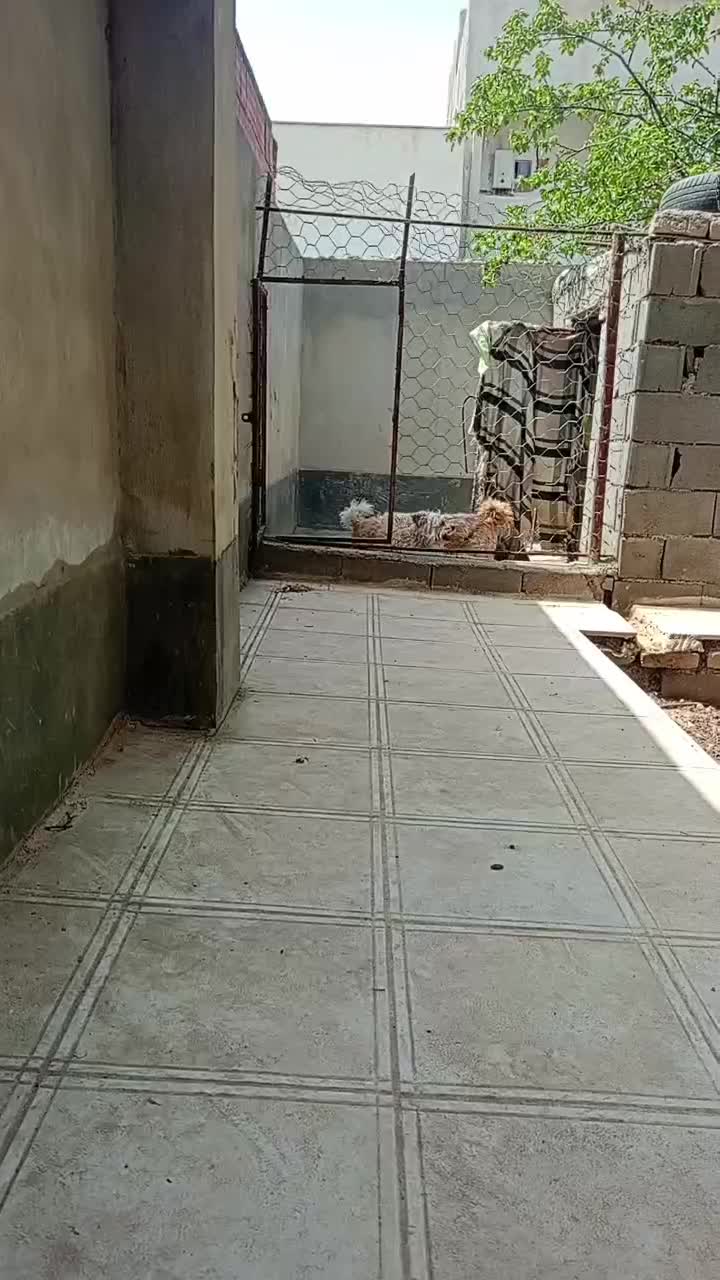 توله پاکوتاه|سگ|تهران, سعادتآباد|دیوار