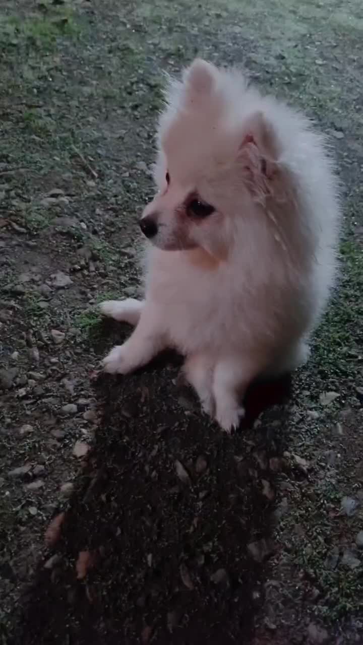 سگ پامرنین حیوانات|سگ|بندر انزلی, متروپل|دیوار