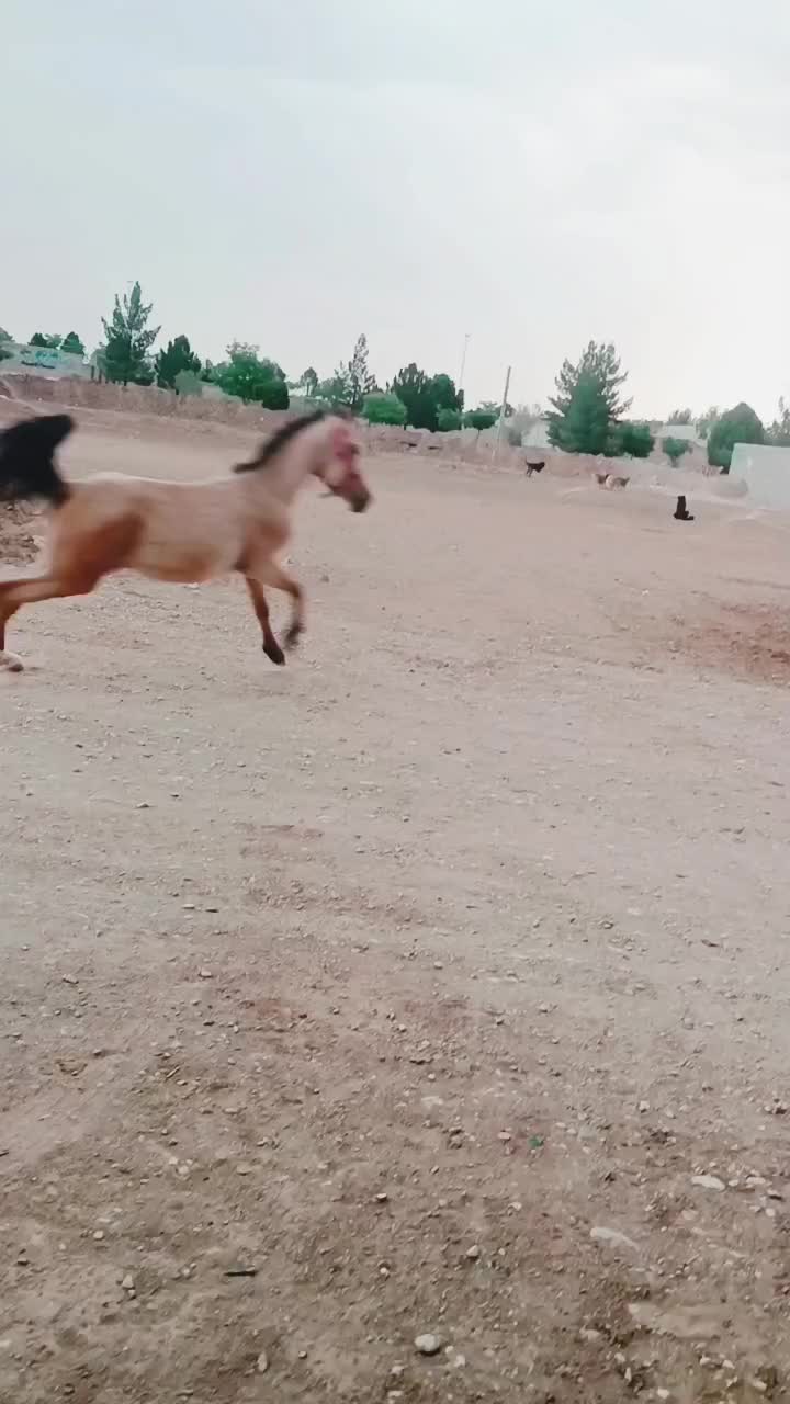 کره اسب نریان دره شوری معاوضه با موتور|اسب و تجهیزات اسب‌سواری|رفسنجان, |دیوار