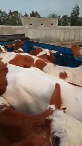 تنها تهیه کننده بهترین گوساله های توناژگیر|حیوانات مزرعه|تربت جام, جامرود|دیوار