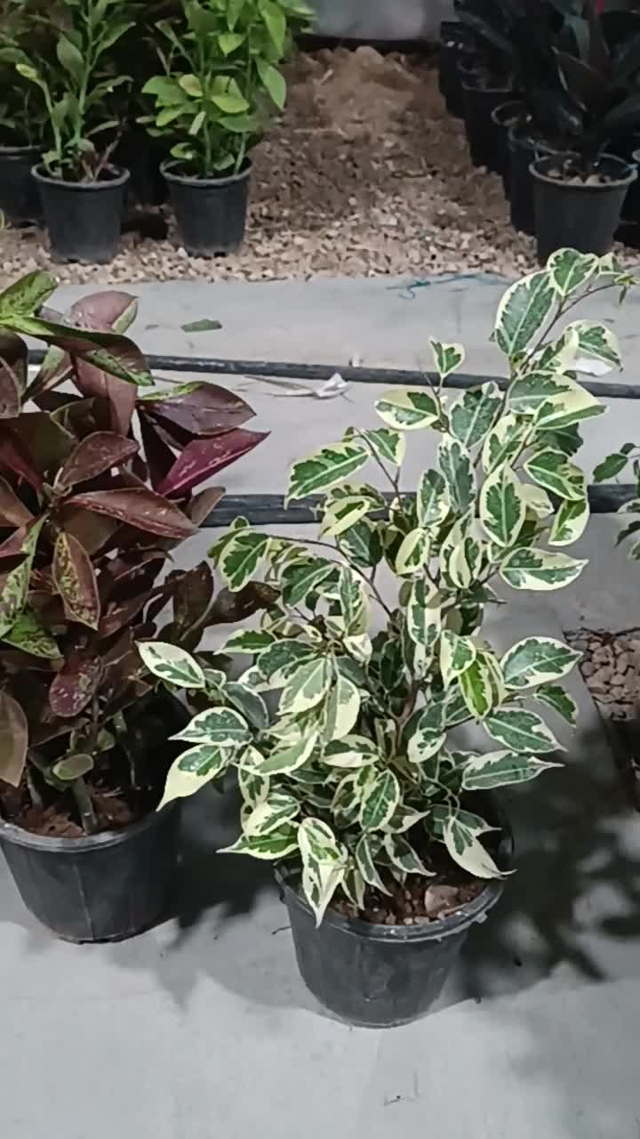 فروش انواع گل و گیاه و گلدان به قیمت اقتصادی|گل و گیاه طبیعی|شیراز, گلدشت معالی‌آباد|دیوار