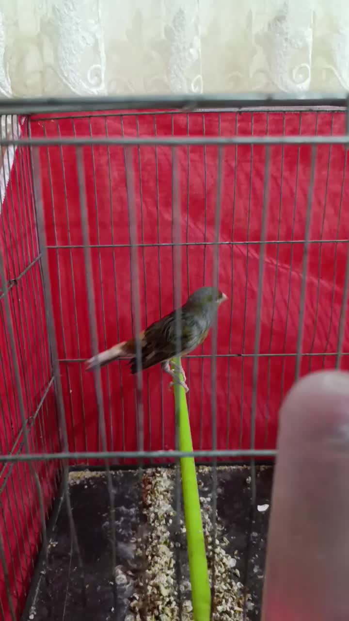 قناری نر و ماده|پرنده|ملایر, |دیوار