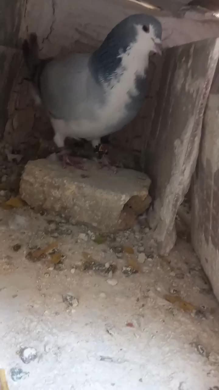 ۲ تا نر دمگیر مست مست|پرنده|خمینی‌شهر, |دیوار