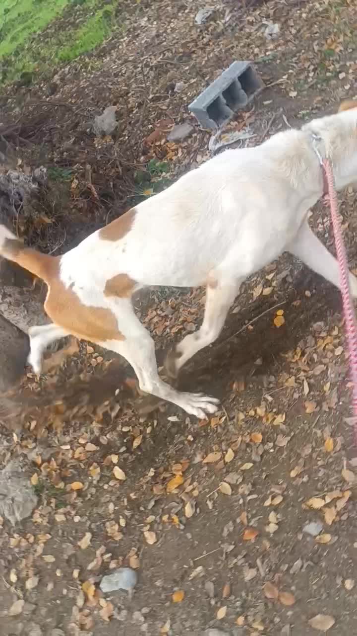 سگ ..|سگ|فاضل آباد, |دیوار