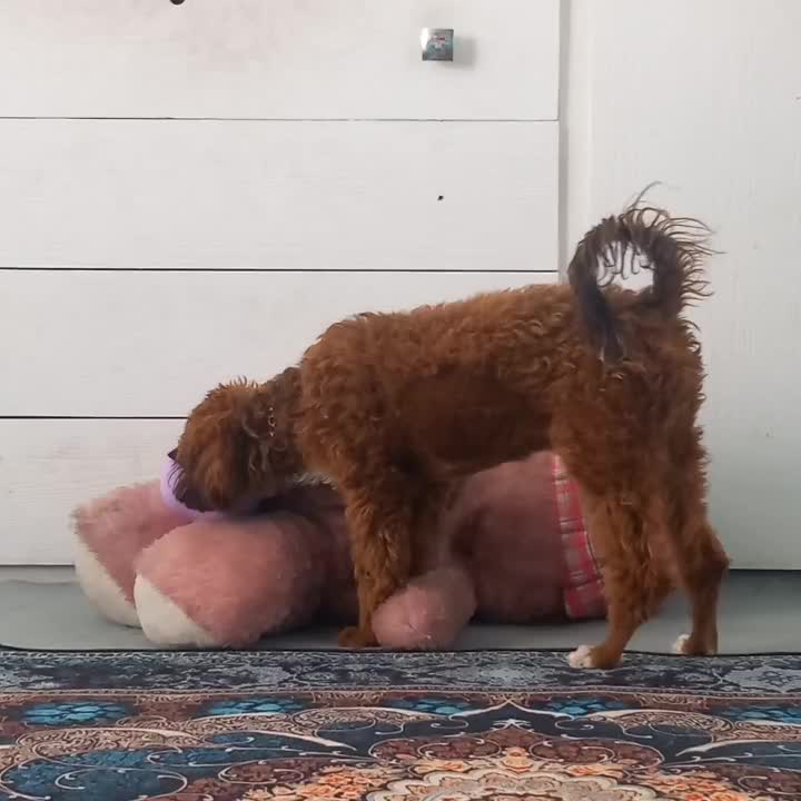 سگ گمشده رنگ قهوه ای و سفید.مژدگانی ۱۰ میلیون|حیوانات|تهران, تختی|دیوار