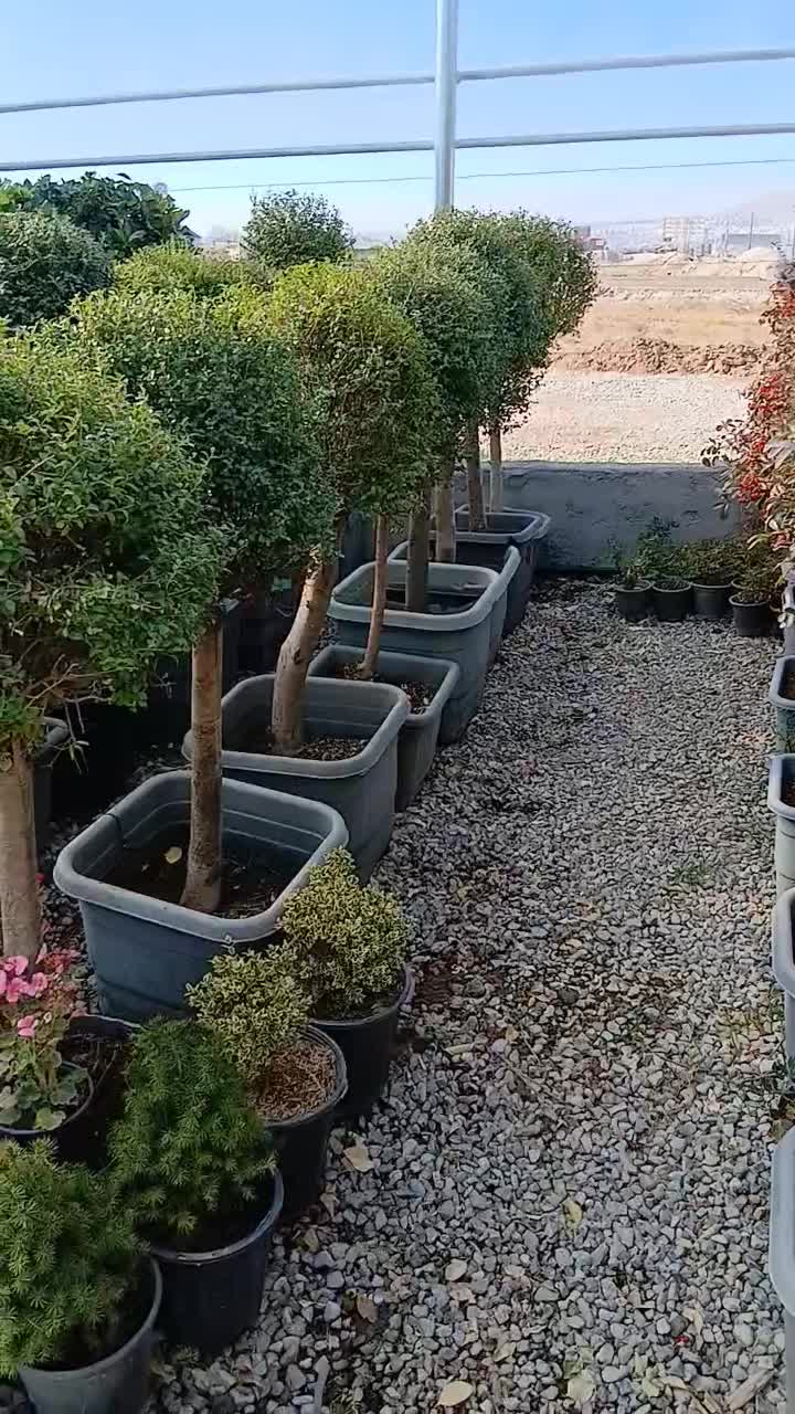 خدمات باغبانی. تهران بومهن داماوند گیلان پردیس|خدمات باغبانی و درختکاری|دماوند, دماوند|دیوار