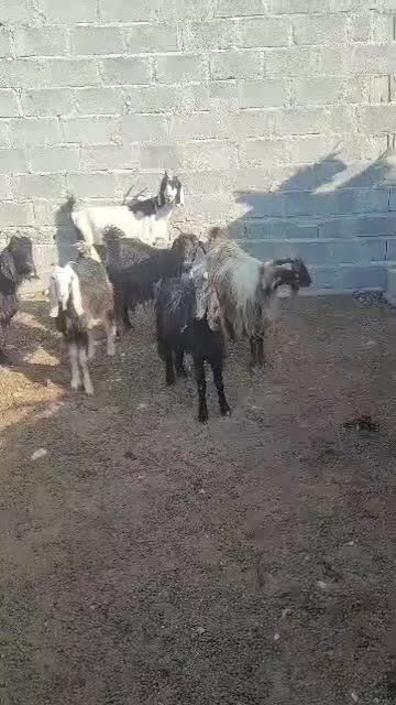 بز ابستن چند روز دیگ وقتشه|حیوانات مزرعه|ارد, |دیوار