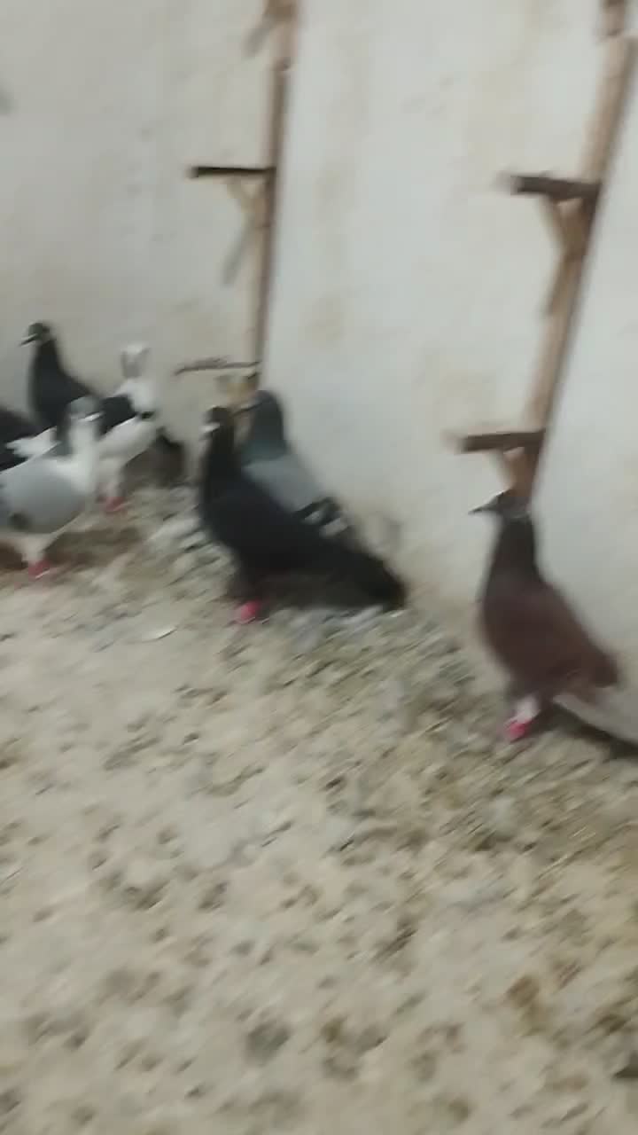 ۱۶عدد کفتر آلمانی و رنگه|پرنده|آبکوه, |دیوار