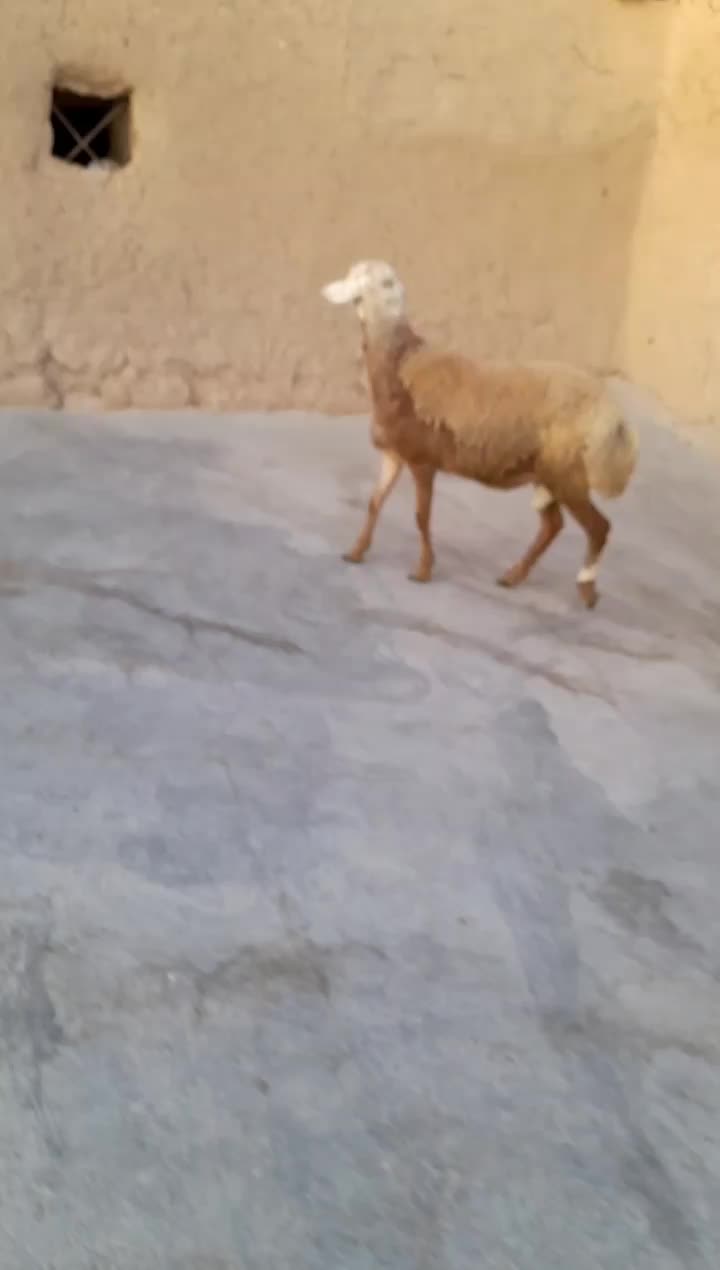 قوچ‌فروشی|حیوانات مزرعه|دهگلان, |دیوار