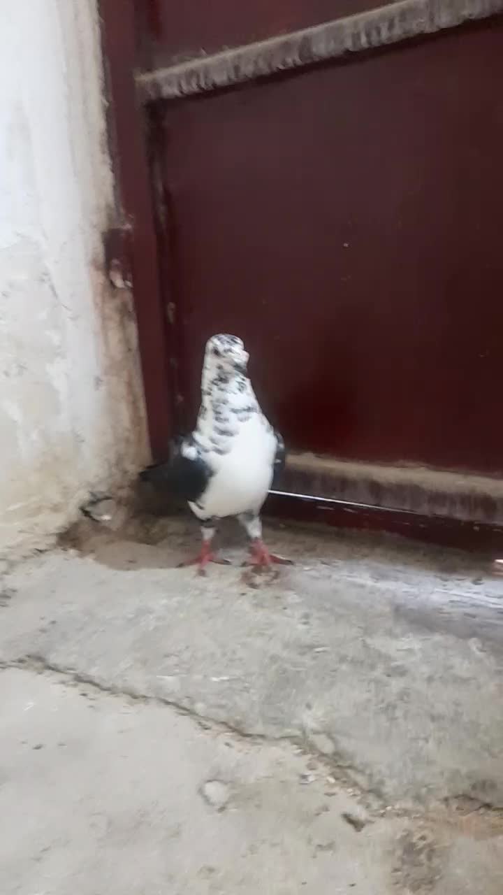 کبوتر|پرنده|بهبهان, |دیوار