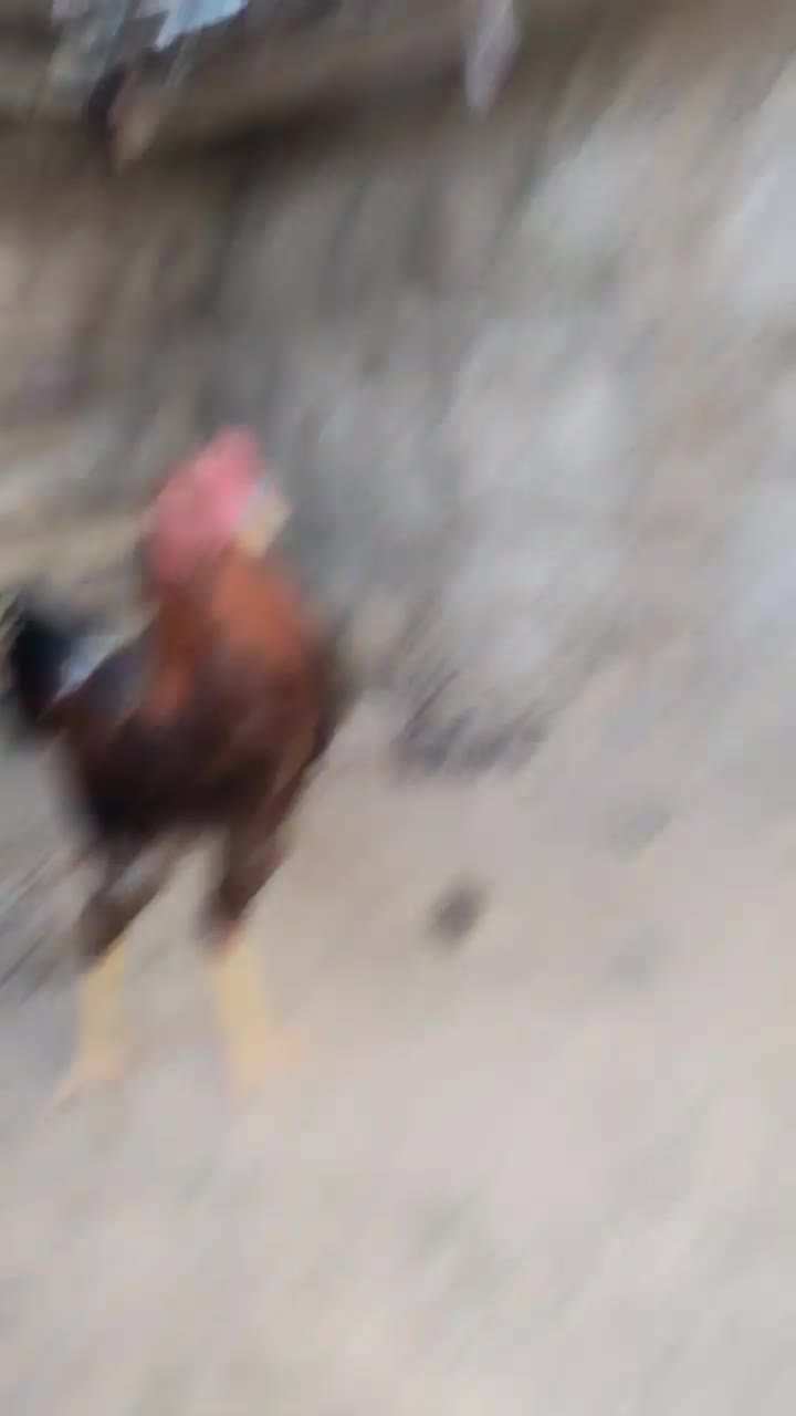 خروس لاری اصل با مرغ|حیوانات مزرعه|سبزوار, باهنر|دیوار