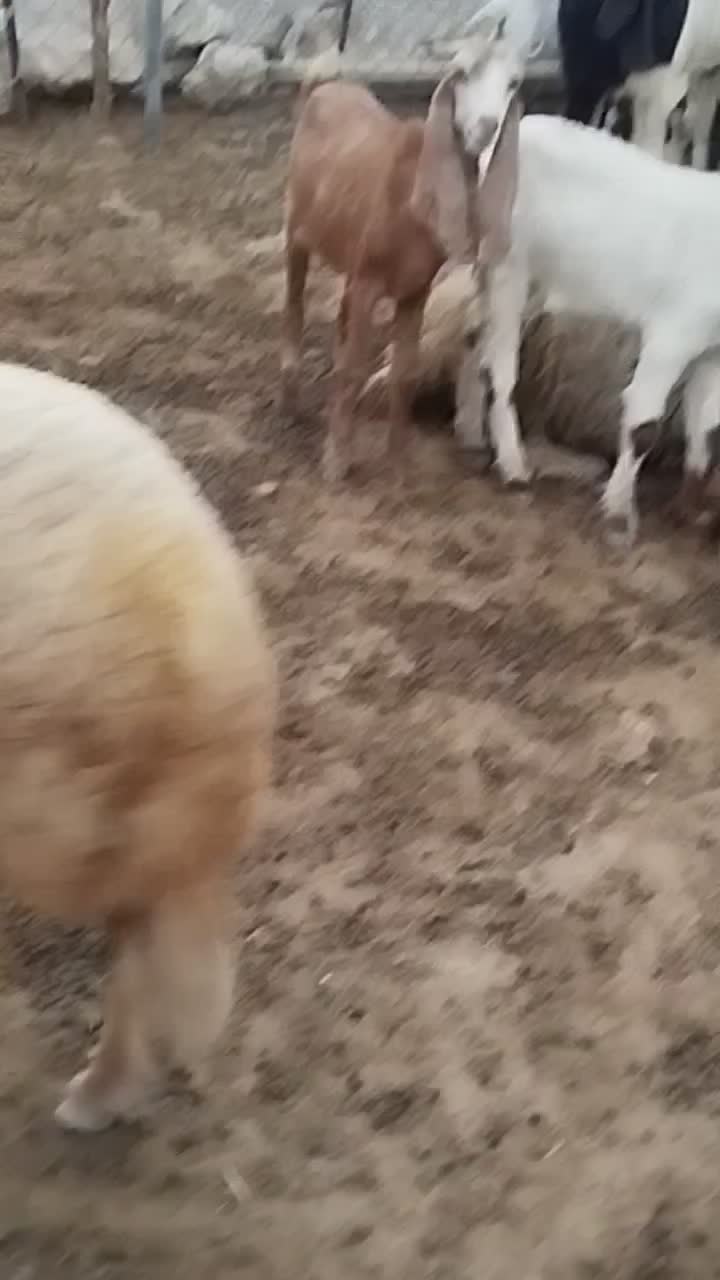 نربز پاکستانی|حیوانات مزرعه|ایلام, |دیوار