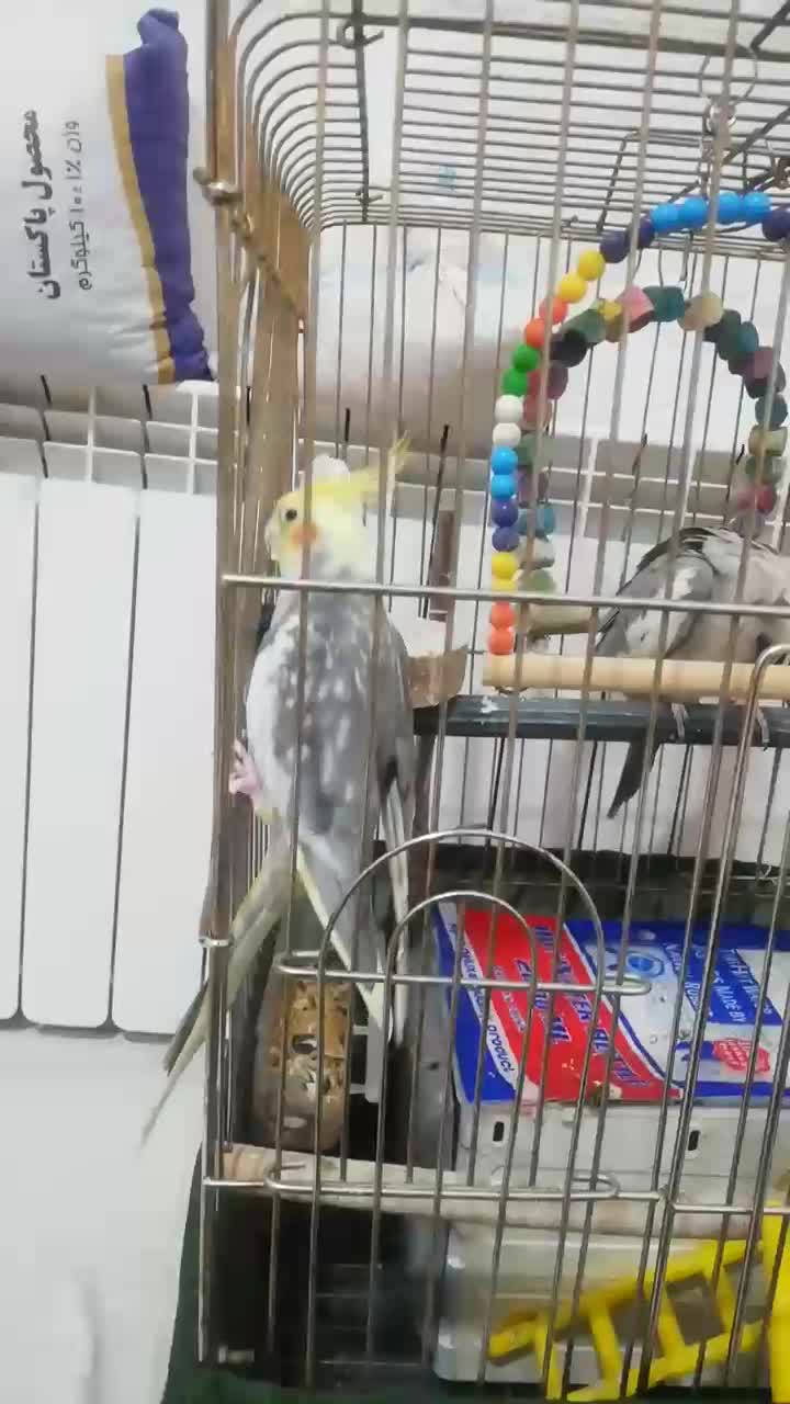 عروس هلندی مولد|پرنده|سقز, |دیوار