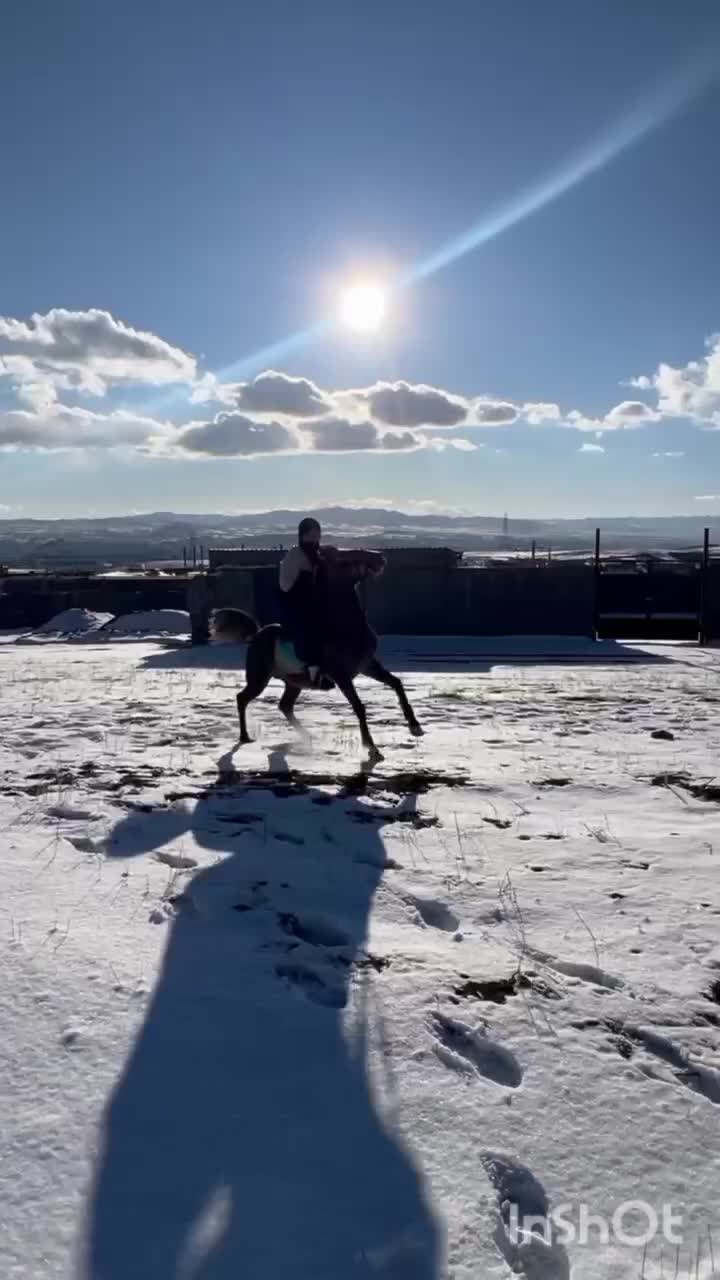 اسب کرد|اسب و تجهیزات اسب‌سواری|زنجان, |دیوار