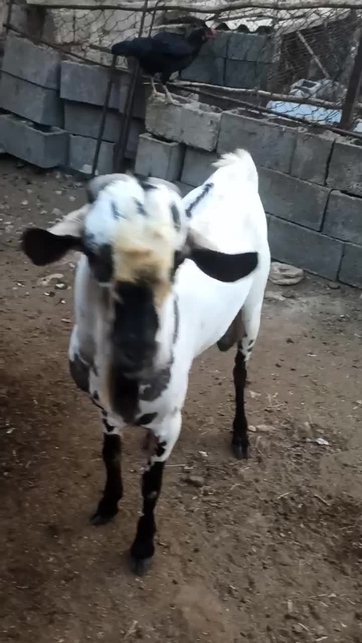 نرسومال|حیوانات مزرعه|بندرعباس, |دیوار