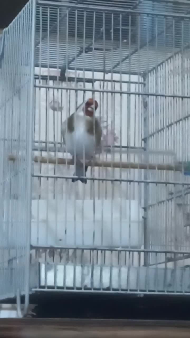 سهره قرص خون|پرنده|محلات, |دیوار