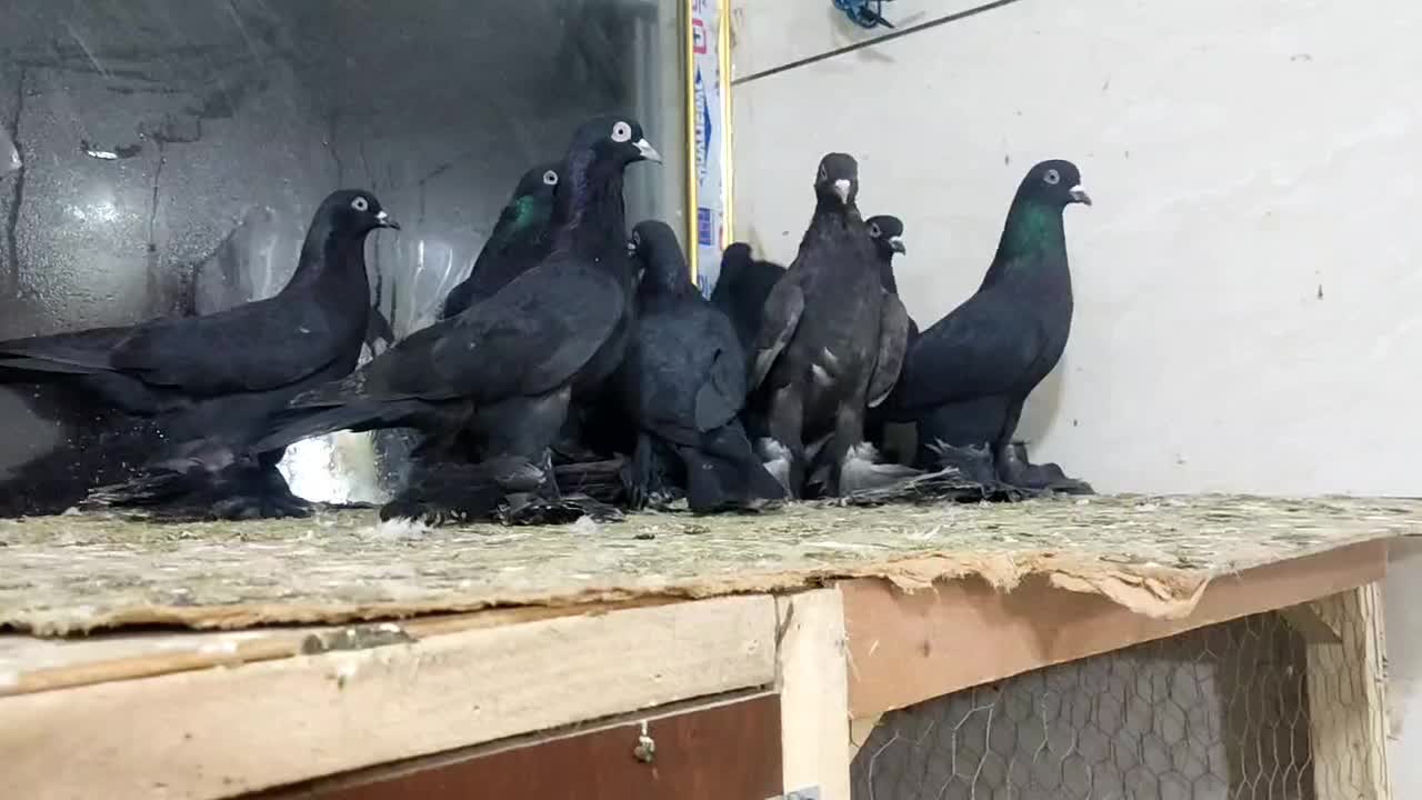 کبوتر|حیوانات|تبریز, |دیوار