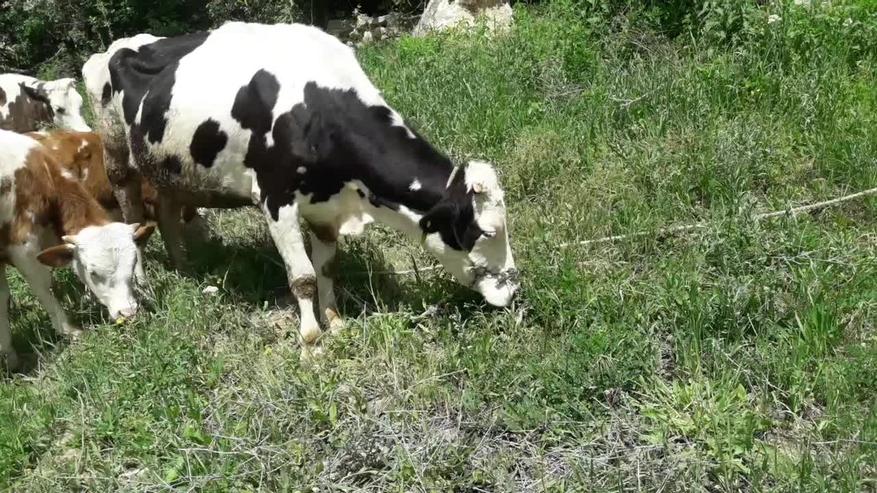 گاوباگوساله|حیوانات مزرعه|سنندج, |دیوار