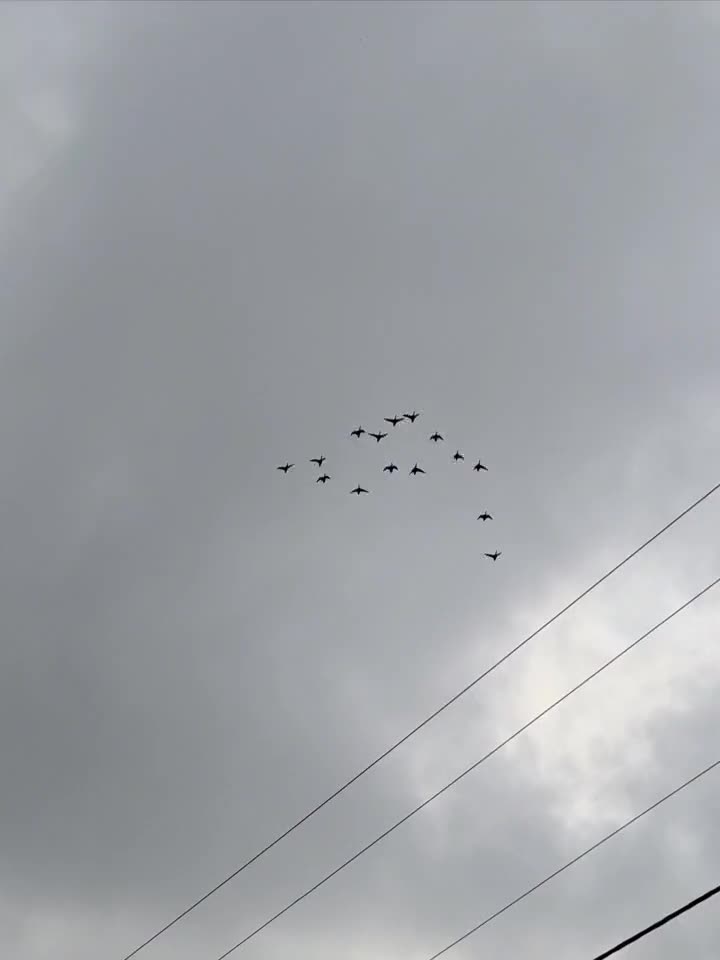 اردک پروازی و غاز محلی و قوغاز|حیوانات مزرعه|رشت, جانبازان|دیوار