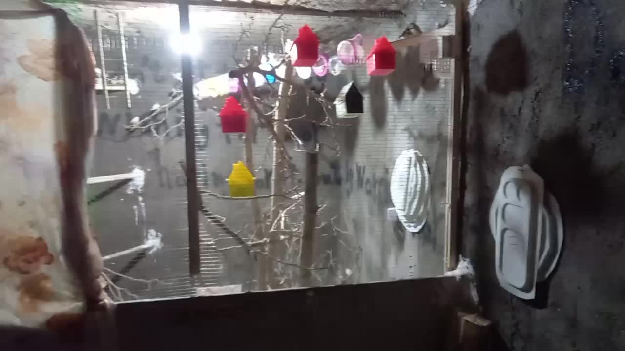 جفت فنچ|پرنده|تایباد, |دیوار