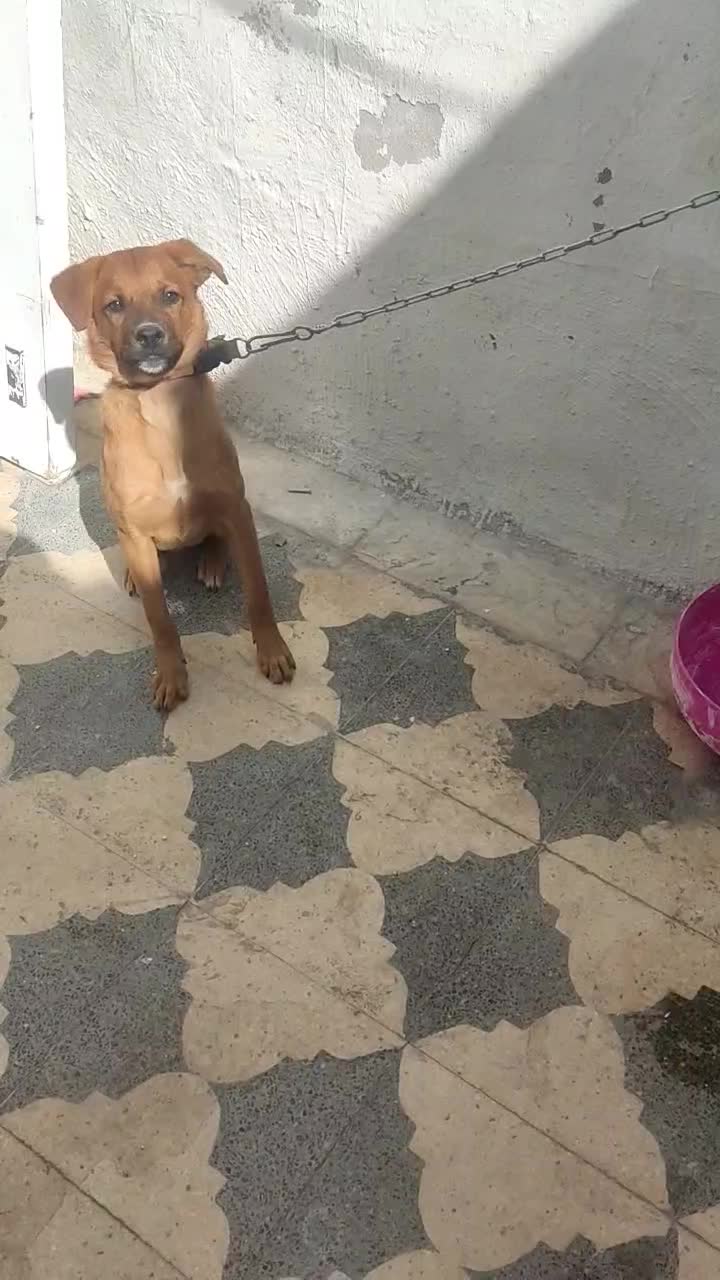 واگذاری سگ سرابی|سگ|شیراز, شیخ علی چوپان|دیوار