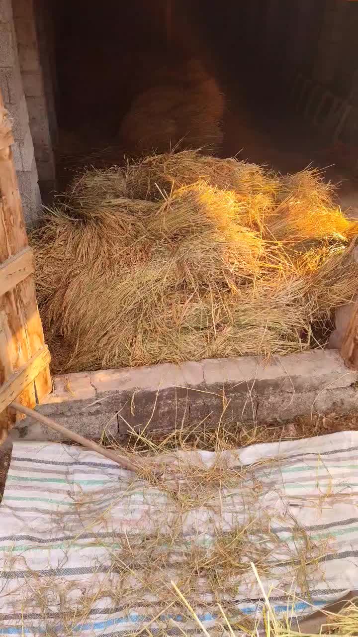 برنج درشت و سرلاشه و نیم دانه هاشمی دسترنج کشاورز|خوردنی و آشامیدنی|رشت, آزادگان|دیوار