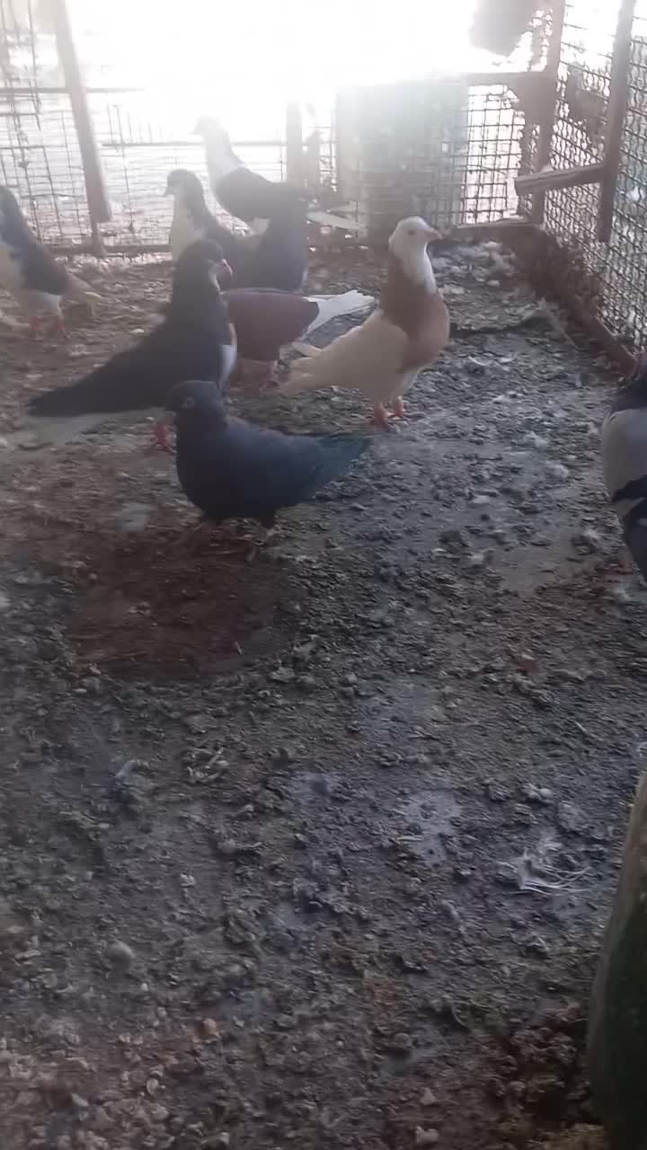 شهری|پرنده|شیراز, تندگویان|دیوار