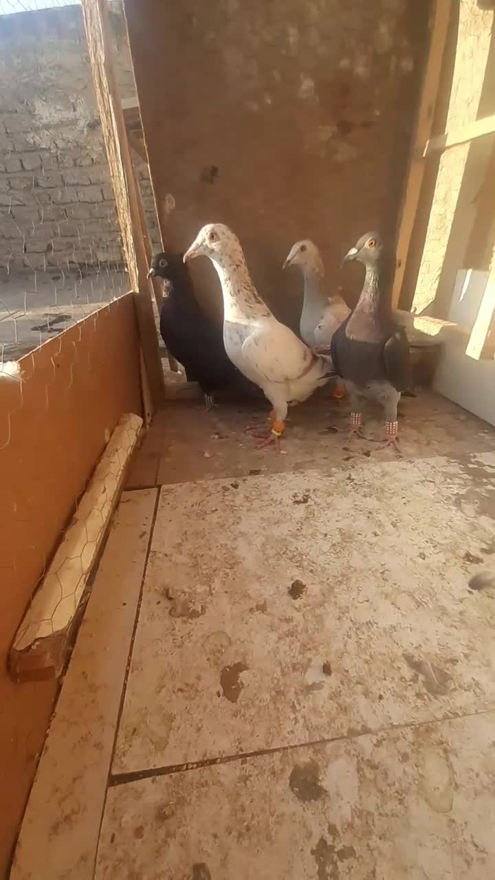 ۴ تا ماده خوشتیپ صورت دار خوراک جفت|پرنده|اقبالیه, |دیوار