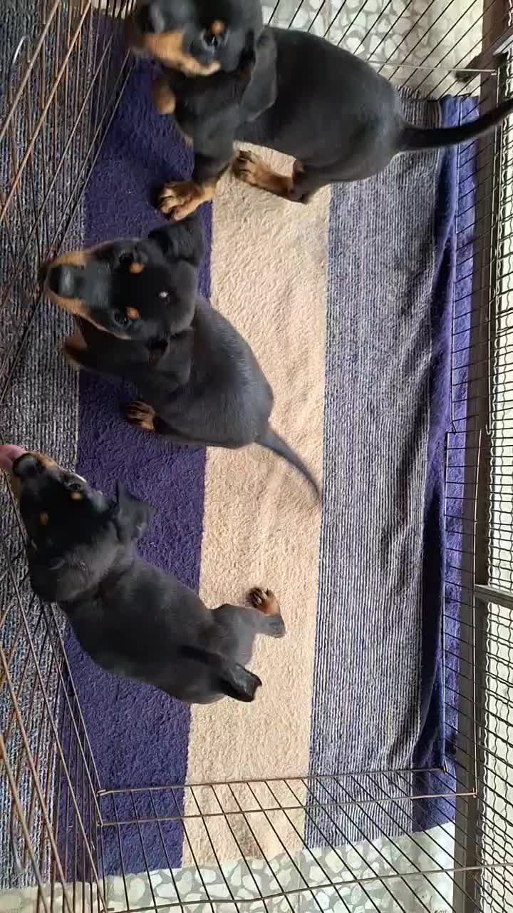 توله روتوایلر|سگ|رشت, آب آسیاب|دیوار