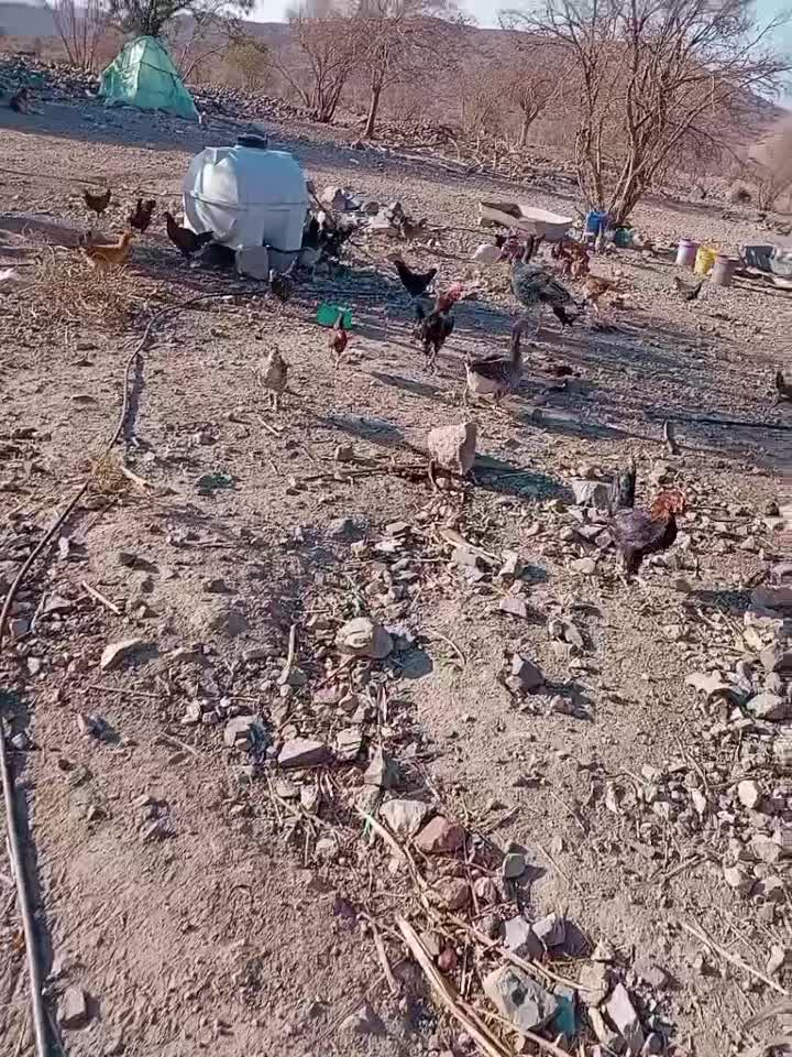 مرغ خروس|حیوانات مزرعه|جبالبارز, |دیوار