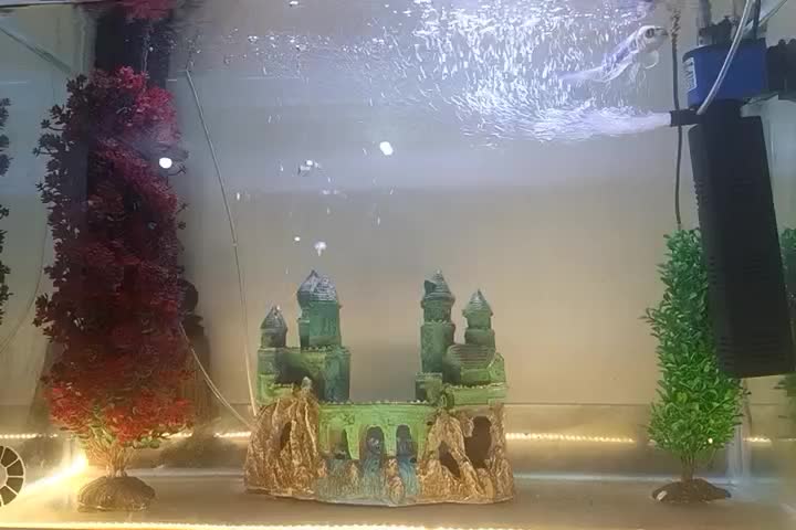 اکواریوم|ماهی|بابا حیدر, |دیوار