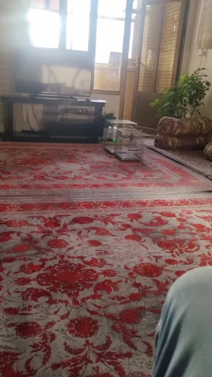 سهره|پرنده|جونقان, |دیوار