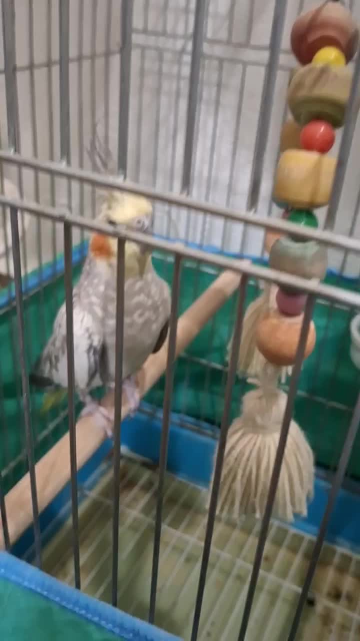 عروس هلندی مرواریدی|پرنده|قم, بنیاد|دیوار