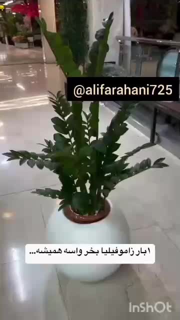 درختچه|گل مصنوعی|تهران, مشیریه|دیوار