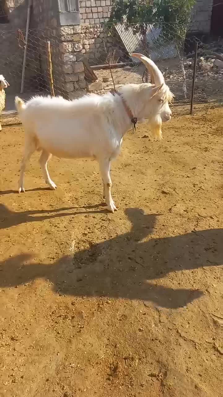 نربز سانن بزغاله پارساله|حیوانات مزرعه|گیلان غرب, |دیوار