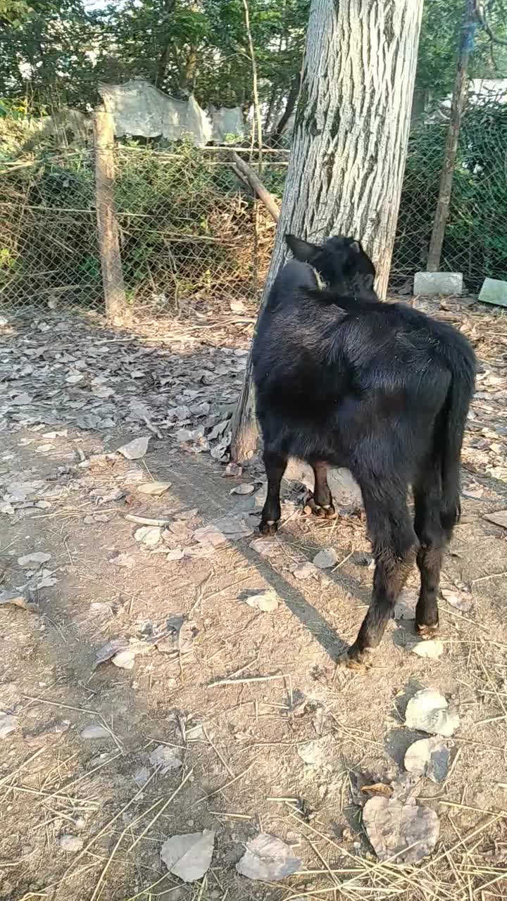 ورزا کوله سیاه دوتا چالوسی ومیزان|حیوانات مزرعه|رشت, حومه رشت|دیوار