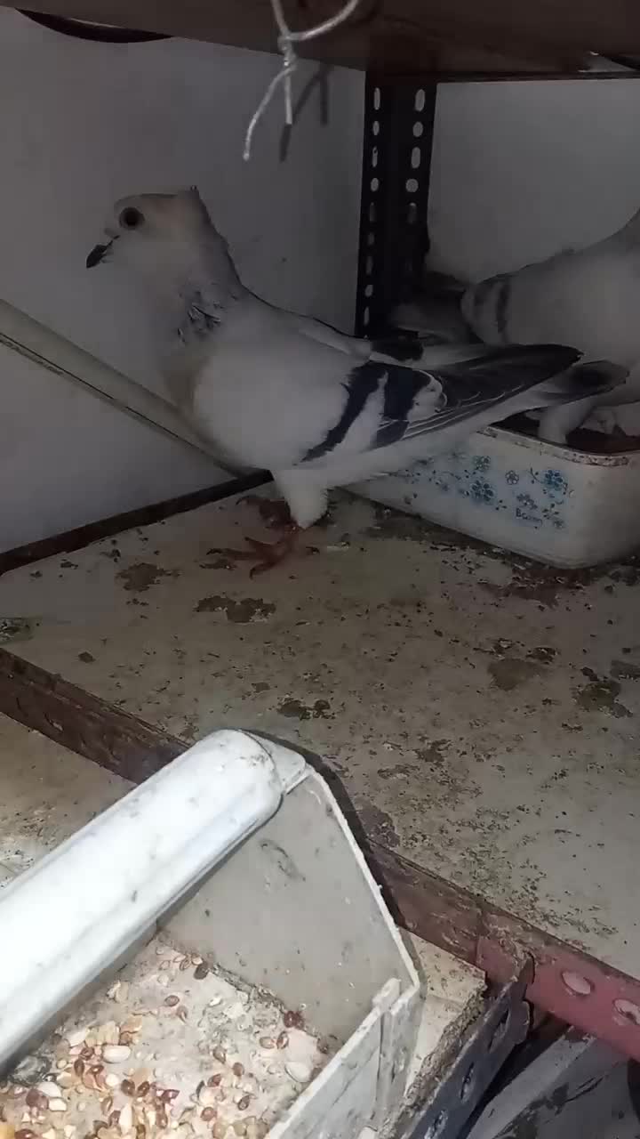 فروش یک جفت شامی کاکلی|پرنده|سبزوار, قصبه شرقی|دیوار