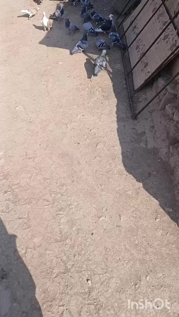 پرنده|پرنده|اصفهان, باغ زرشک|دیوار