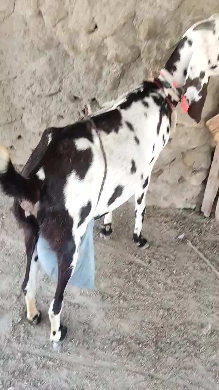 دو عدد بز اصل دار پنجاب|حیوانات مزرعه|چابهار, |دیوار