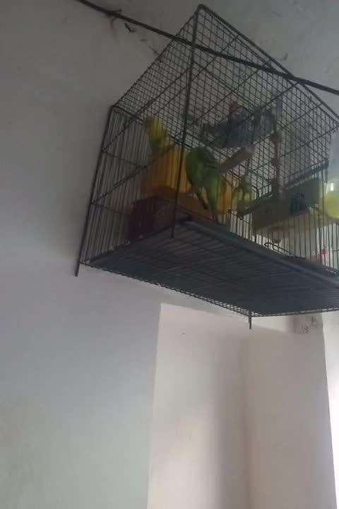 مرغ عشق .|پرنده|رشت, جماران|دیوار